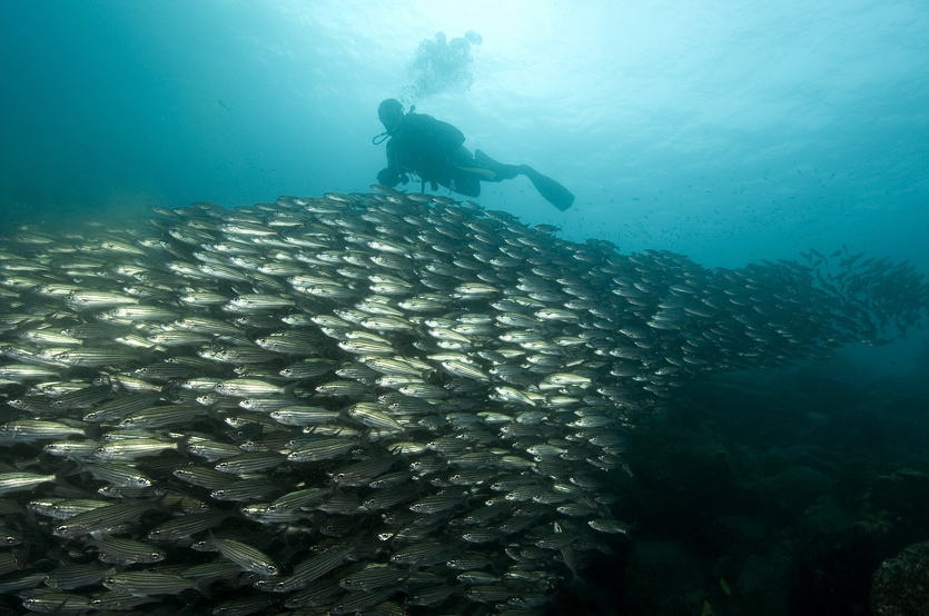 109a fish, Galapagos.jpg